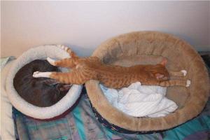 One tired kitty.