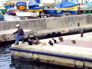 The kind of fishing you see on TV is a reality here. Just look at this guy trying to leap onto your boat.